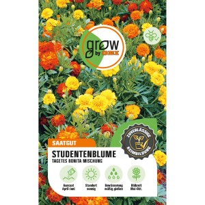 Farbenfrohe Tagetes Bonita Mischung von GROW by OBI, Höhe ca. 30 cm.