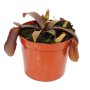 Rotblättrige Kannenpflanze (Nepenthes) im Topf, eine exotische, fleischfressende Pflanze.