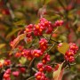 Pfaffenhütchen (Euonymus europaeus) mit rosafarbenen Fruchtkapseln und orangefarbenen Samen.