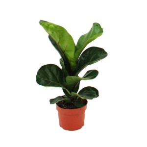 Exotenherz Geigenfeige (Ficus Lyrata) im 12cm Topf mit großen, grünen Blättern.