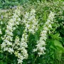 Brennender Busch Albiflorus (Dictamnus albus) mit weißen Blüten im Garten.