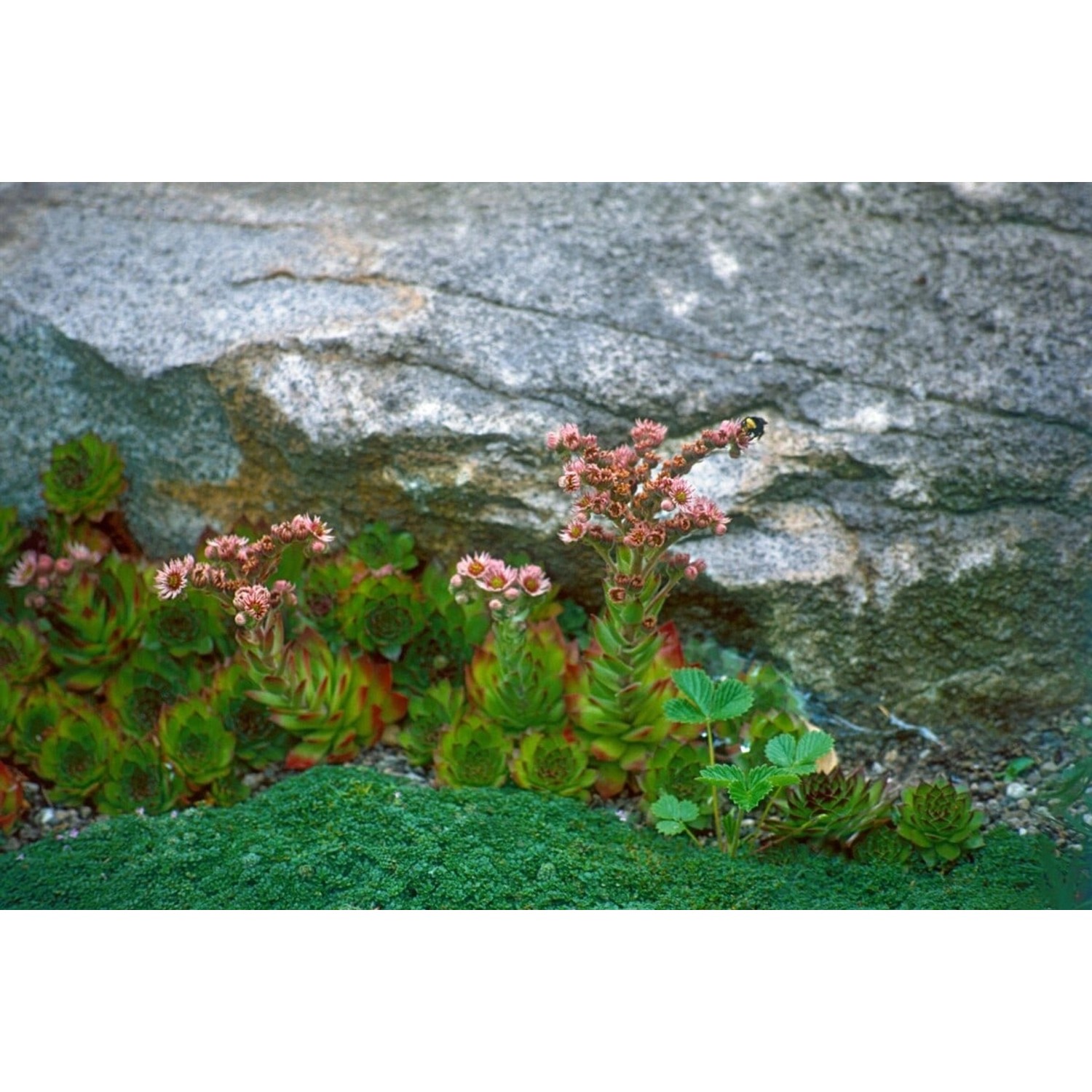 Sempervivum Montanum Berg Hauswurz Ca. 9x9 cm Topf günstig online kaufen