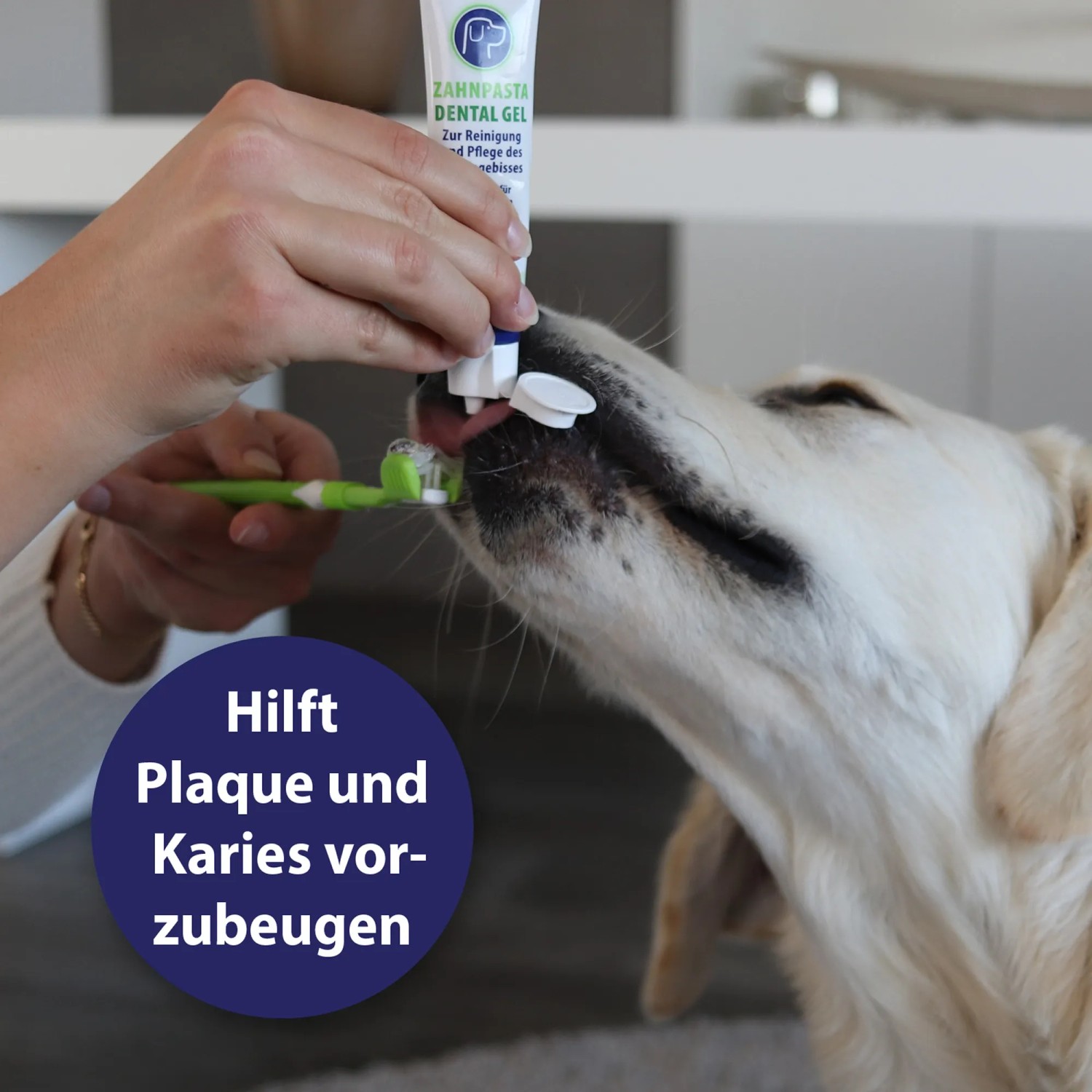 Canosept Dental Gel wird auf die Zahnbürste für einen Hund aufgetragen.