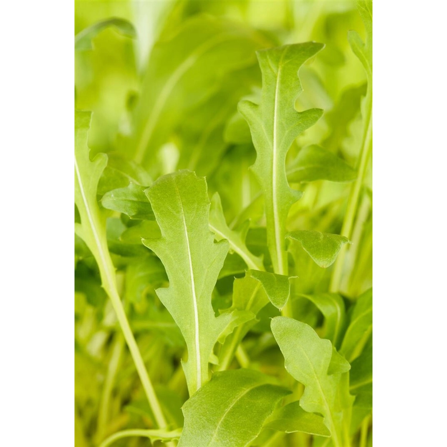 Diplotaxis Tenuifolia Wilde Rauke Ca. 9x9 cm Topf günstig online kaufen