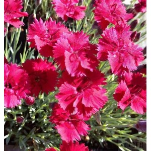 Nahaufnahme der leuchtend roten Blüten einer Pfingstnelke (Dianthus gratianopolitanus).