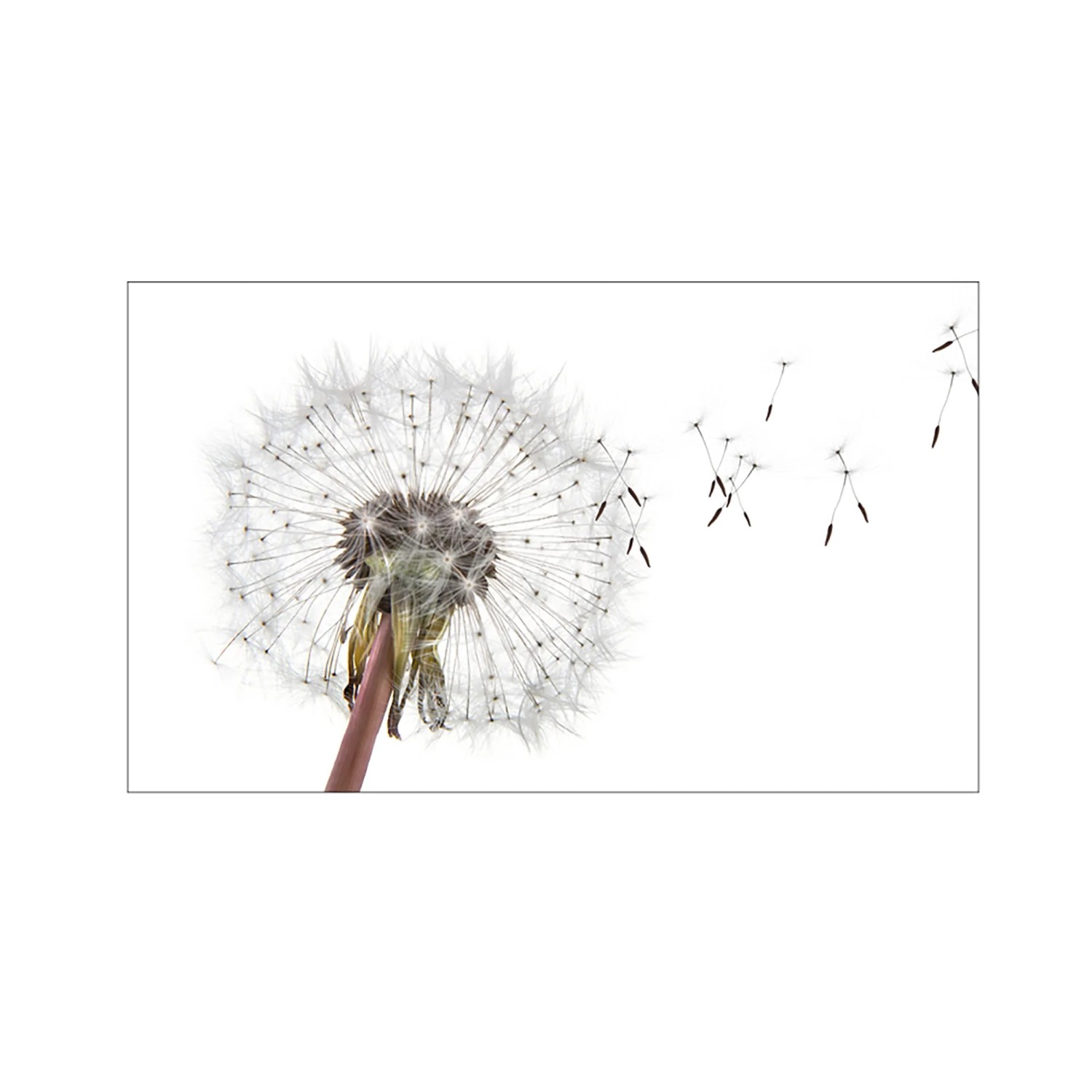MySpotti Küchenrückwand Profix Cucina Dandelion 100 x 60 cm Weiß-Grau
