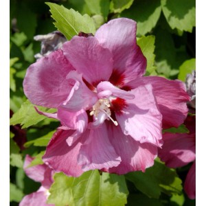 Nahaufnahme einer rosa Blüte des Garteneibisch 'Pink Giant'.