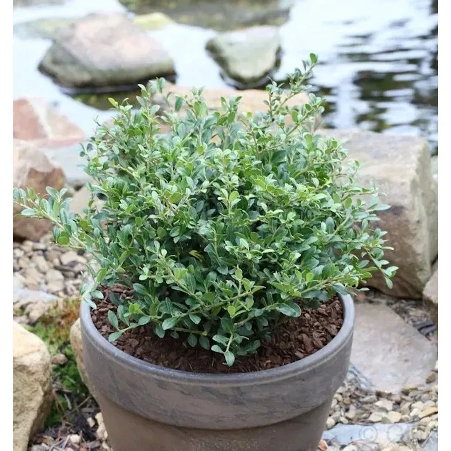 Löffel Ilex Dark Green 80-100cm - Ilex crenata
