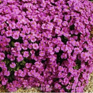 Blaukissen Cascade Purpur Staude mit dichten, leuchtend purpurfarbenen Blüten und gelber Mitte für den Garten.
