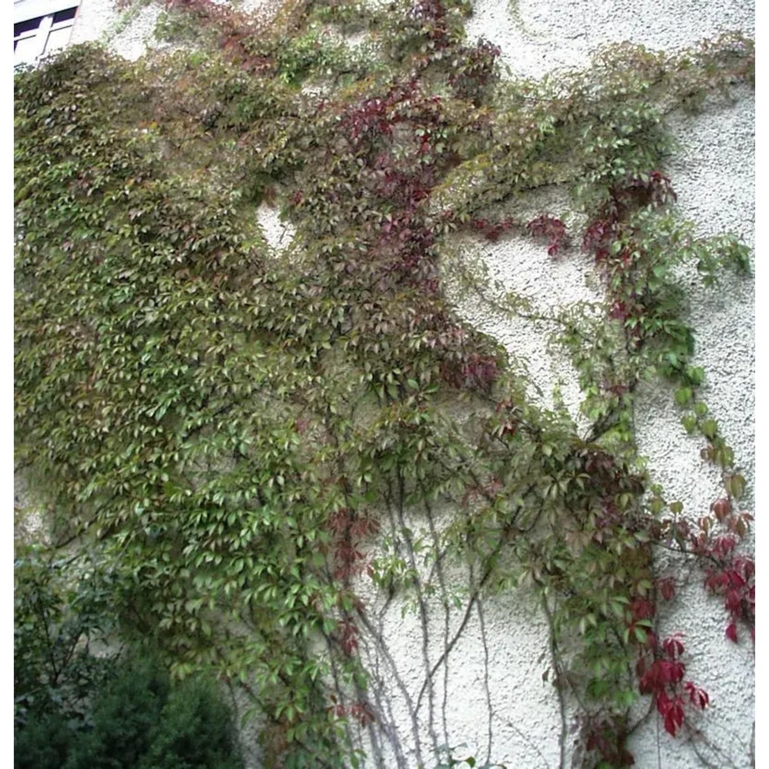 Mauerkatze Engelmann 125-150cm - Parthenocissus quinquefolia günstig online kaufen