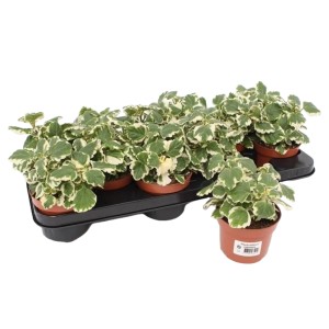 Mehrere Weihrauch Pflanzen (Plectranthus forsteri) im Topf, Blattschmuckpflanze für den Sommer.