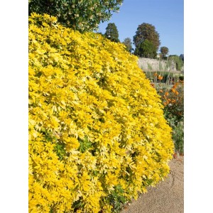 Choisya Goldfingers: Mexikanische Orangenblume mit gelbgrünen Blättern im Garten.