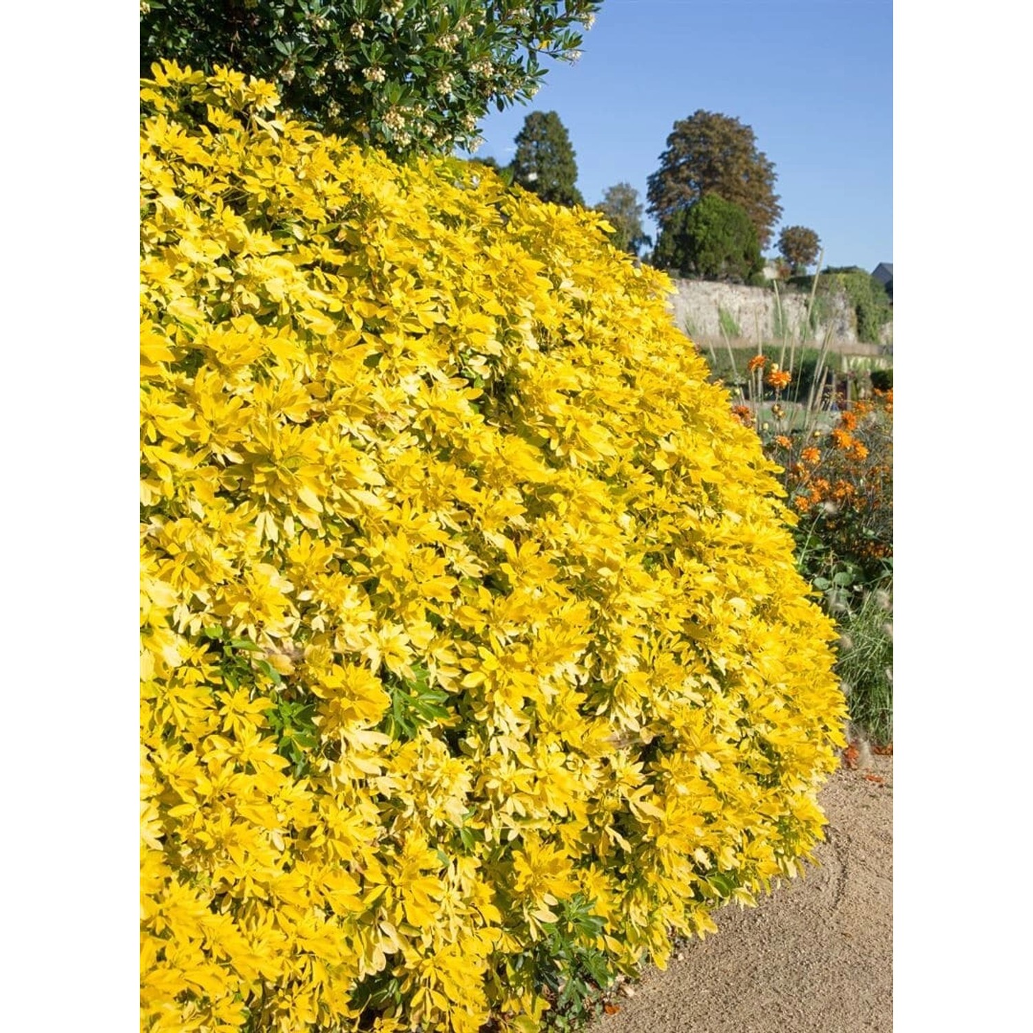 Choisya Ternata Goldfingers Mexikanische Orangenblume Gelbgrün 30–40 cm günstig online kaufen
