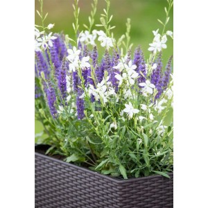 Prachtkerze 'Short Form' im Topf mit weißen Blüten und lila Salbei in einem braunen Pflanzkübel.