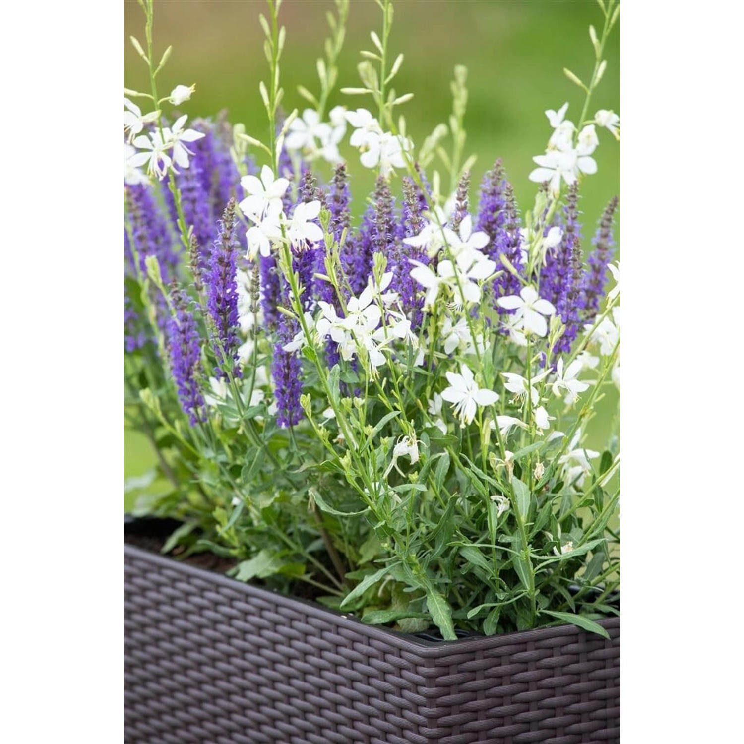 Gaura Lindheimerii Short Form Prachtkerze Ca. 9x9 cm Topf günstig online kaufen