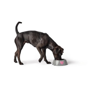 Hund frisst aus weiß-schwarzem Hunter Melamin-Napf Biri (160 ml) mit Herz-Motiv.