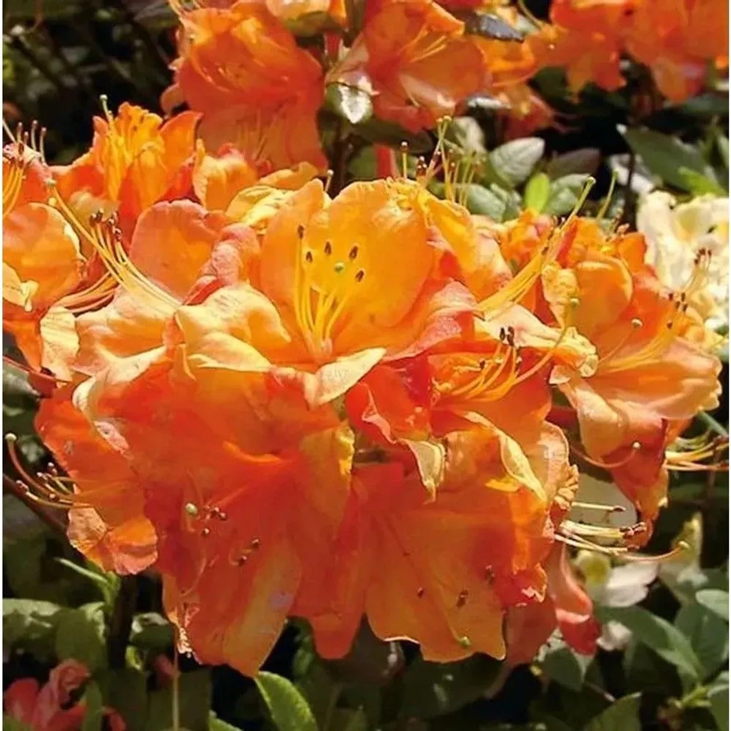Azalee Glowing Embers 40-50cm - Rhododendron,uteum - Alpenrose