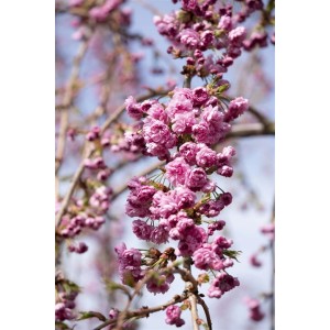 Hängende Kirsche 'Kiku-Shidare-Zakura' mit rosa Blüten, Detailaufnahme.