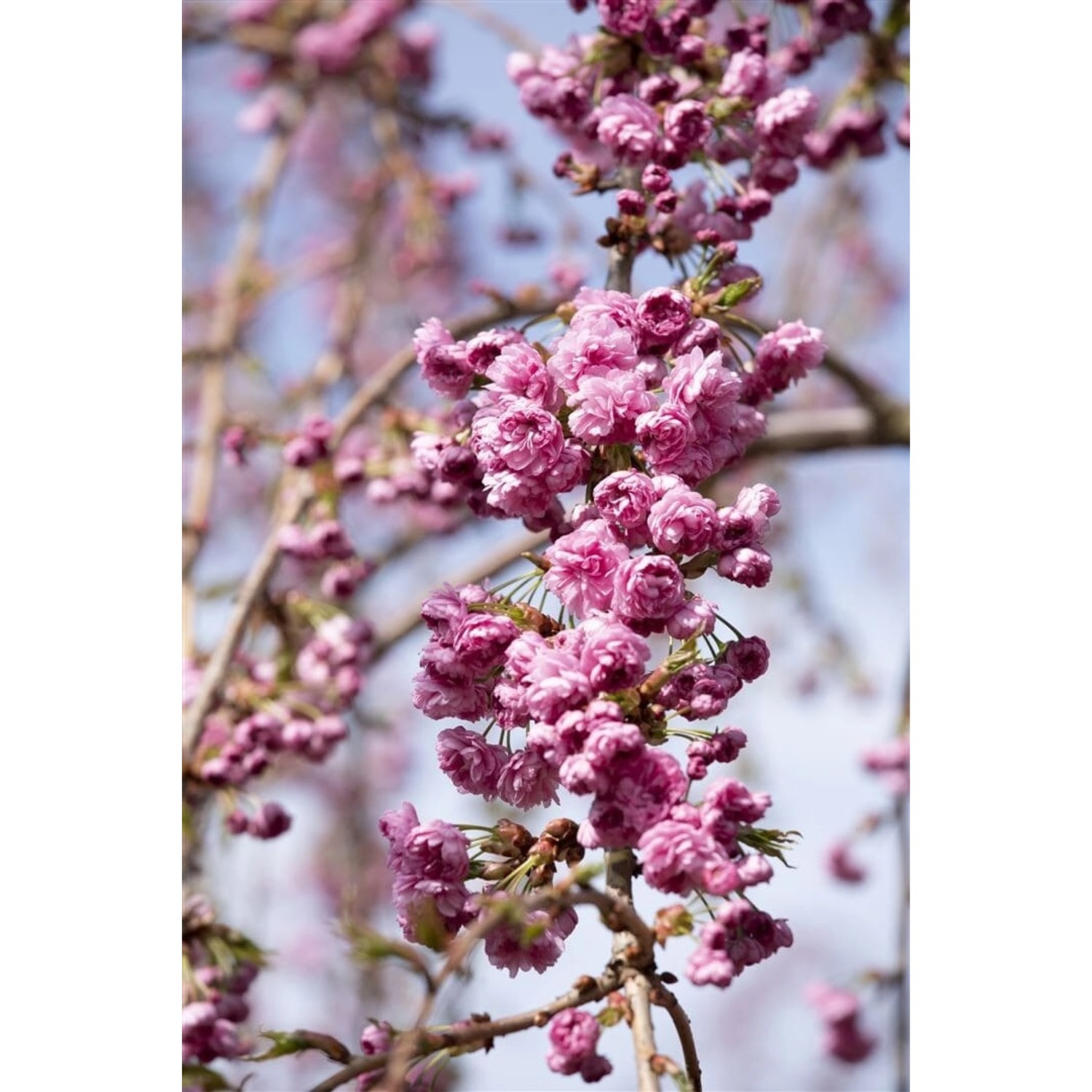 Prunus Serrulata Kiku-Shidare-Zakura Hängende Kirsche Rosa 60–100 cm günstig online kaufen