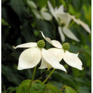 Nahaufnahme von weißen Blüten des Japanischen Blumenhartriegels (Cornus kousa).