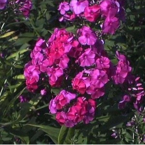 Blühende, hohe Flammenblume Winnetou (Phlox paniculata) mit pink-roten Blüten.