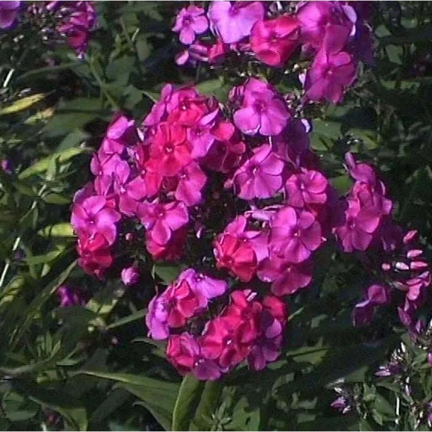 Hohe Flammenblume Winnetou - Phlox paniculata