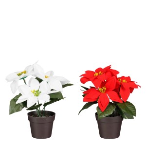 Zwei Poinsettia Kunstblumen im Topf, rot und weiß, 19cm hoch. Weihnachtsdeko.