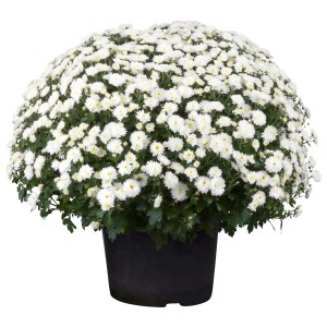 Weiße Chrysantheme im Topf, ca. 40 cm hoch. Herbstblüher für Garten und Balkon.