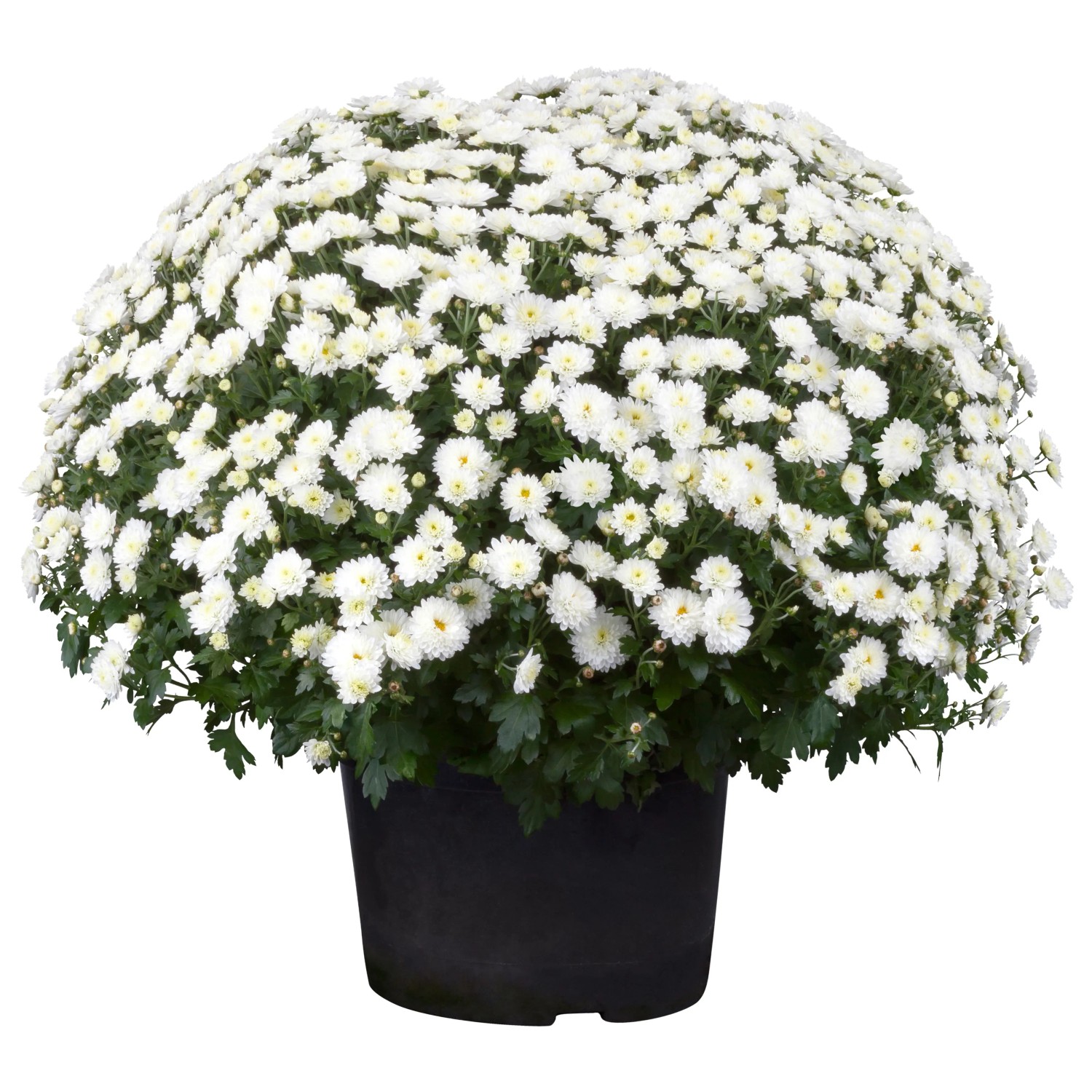 GROW by OBI Chrysantheme Chrysanthemum indicum H 40 cm Topf-Ø 19 cm kaufen bei OBI