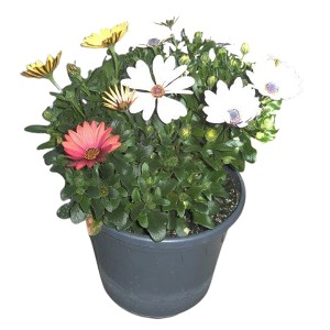 Kapkörbchen Trio im Topf, ca. 20-30 cm hoch, mit Blüten in Gelb, Weiß und Rosa.