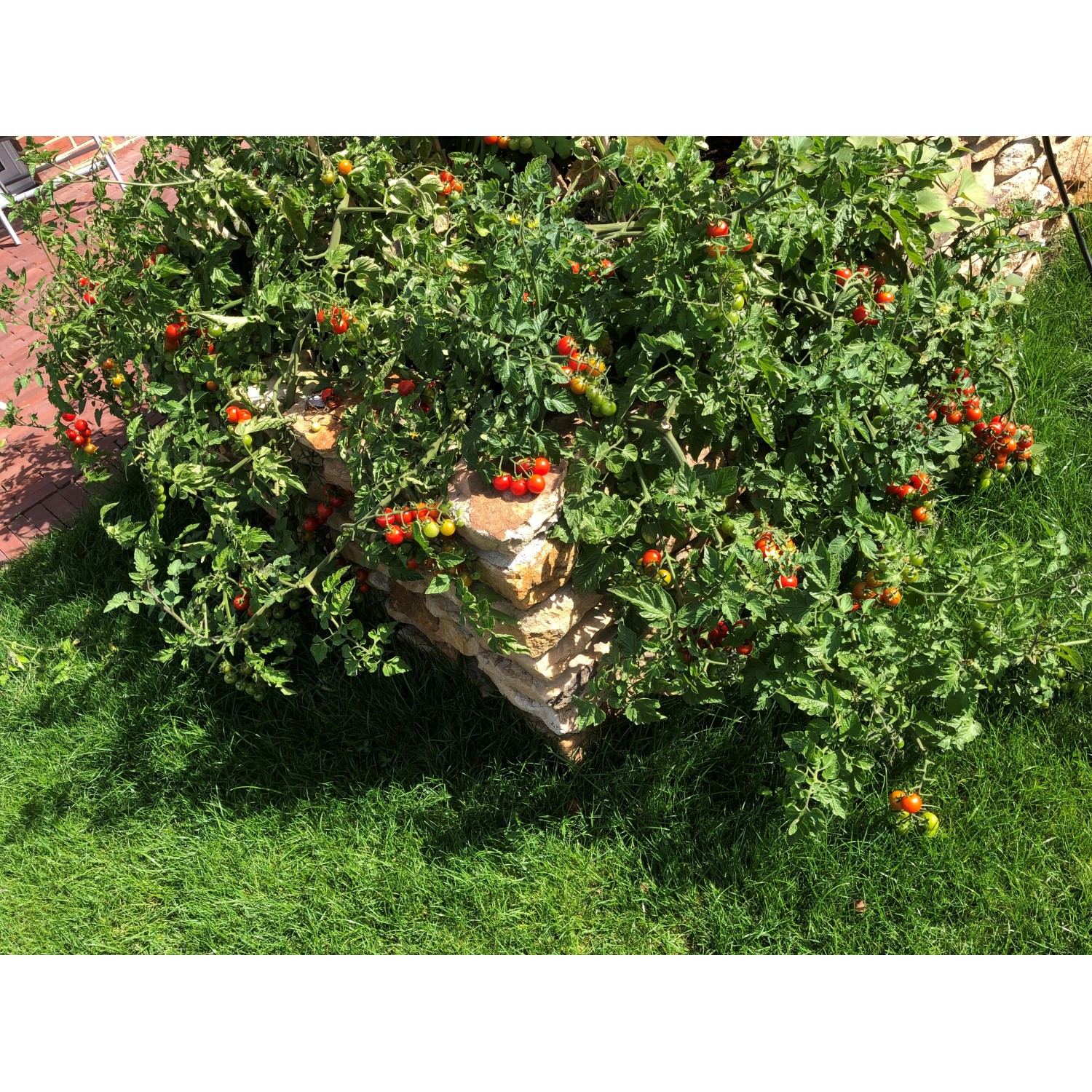 Hochbeet Tomate TopfØ ca. 10,5 cm (Solanum lycopersicum) kaufen bei OBI