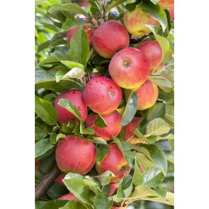 Foto von einem Elstar Apfelbaum mit reifen, roten Äpfeln zwischen grünen Blättern.