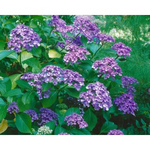 Blühende Bauernhortensie Ayesha mit violetten Blüten und grünen Blättern.