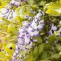 Blühender Japanischer Blauregen 'Macrobotrys' mit langen, blauvioletten Blütentrauben.