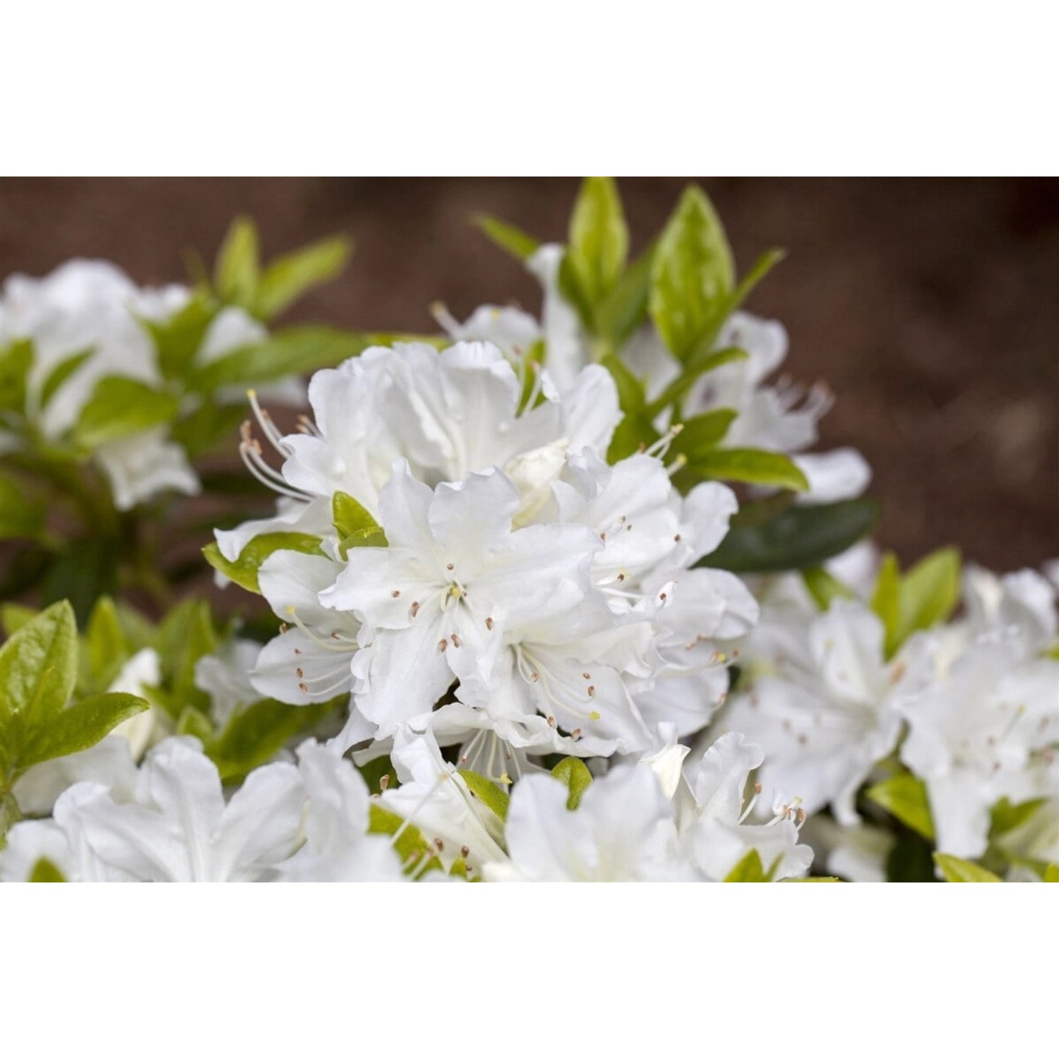 Rhododendron Obtusum Palestrina Weiß 20–25 cm günstig online kaufen