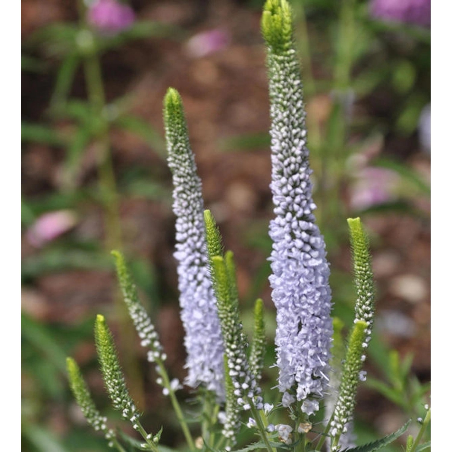 Hoher Wiesenehrenpreis Lila Karina - Veronica longifolia günstig online kaufen