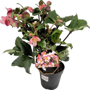 Helleborus Ice n Roses rot im Topf, eine winterharte Christrose mit rosa Blüten.