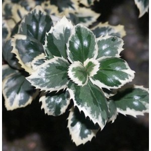 Stechpalme Ilex Casanova mit grün-weiß panaschierten Blättern, Nahaufnahme.