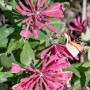 Rosa-gelbes Geißblatt 'Goldflame' (Lonicera heckrottii) mit grünen Blättern, Nahaufnahme.