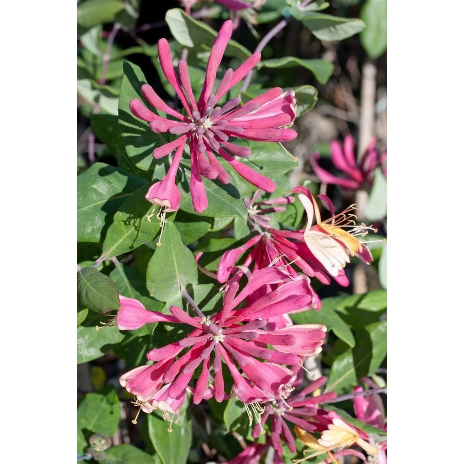 Rosa-gelbes Geißblatt 'Goldflame' (Lonicera heckrottii) mit grünen Blättern, Nahaufnahme.