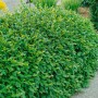 Grüne, dichte Cotoneaster acutifolius Heckenpflanze (175-200 cm) im Garten.