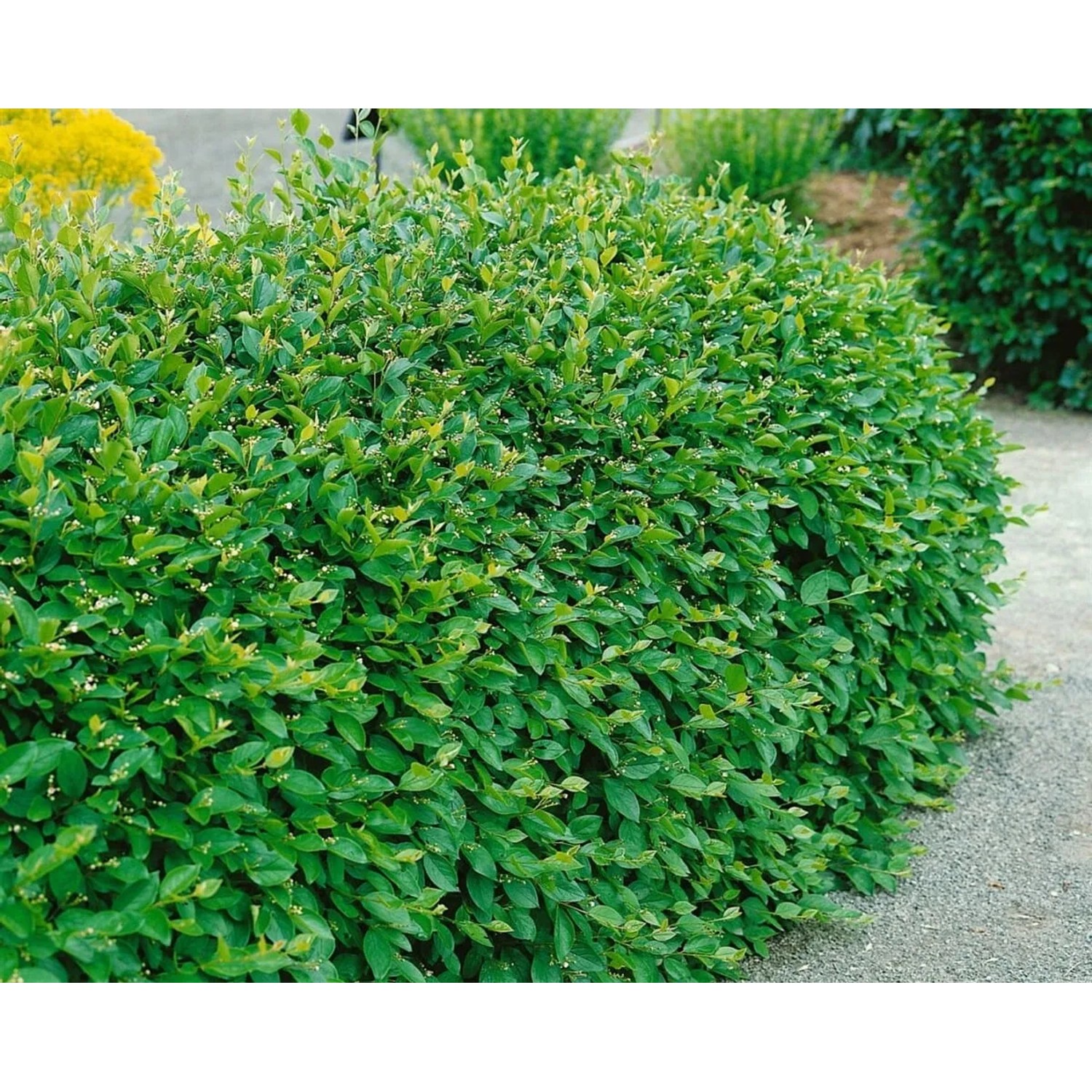 Grüne, dichte Cotoneaster acutifolius Heckenpflanze (175-200 cm) im Garten.
