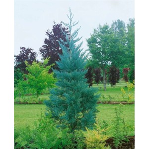 Blaugrüner Mammutbaum (Sequoiadendron Giganteum Glaucum), 60–80 cm hoch, im Garten.