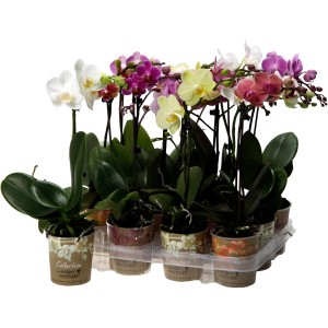 Schmetterlingsorchideen Kolibri, sortiert in verschiedenen Farben, Topf-Ø 9 cm, Höhe ca. 50 cm.