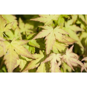 Acer Palmatum Katsura: Nahaufnahme der orange-gelben Blätter des Japanischen Ahorns.