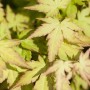 Acer Palmatum Katsura: Nahaufnahme der orange-gelben Blätter des Japanischen Ahorns.