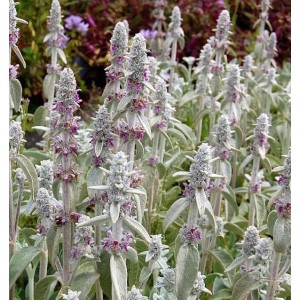 Wollziest - Stachys byzantina