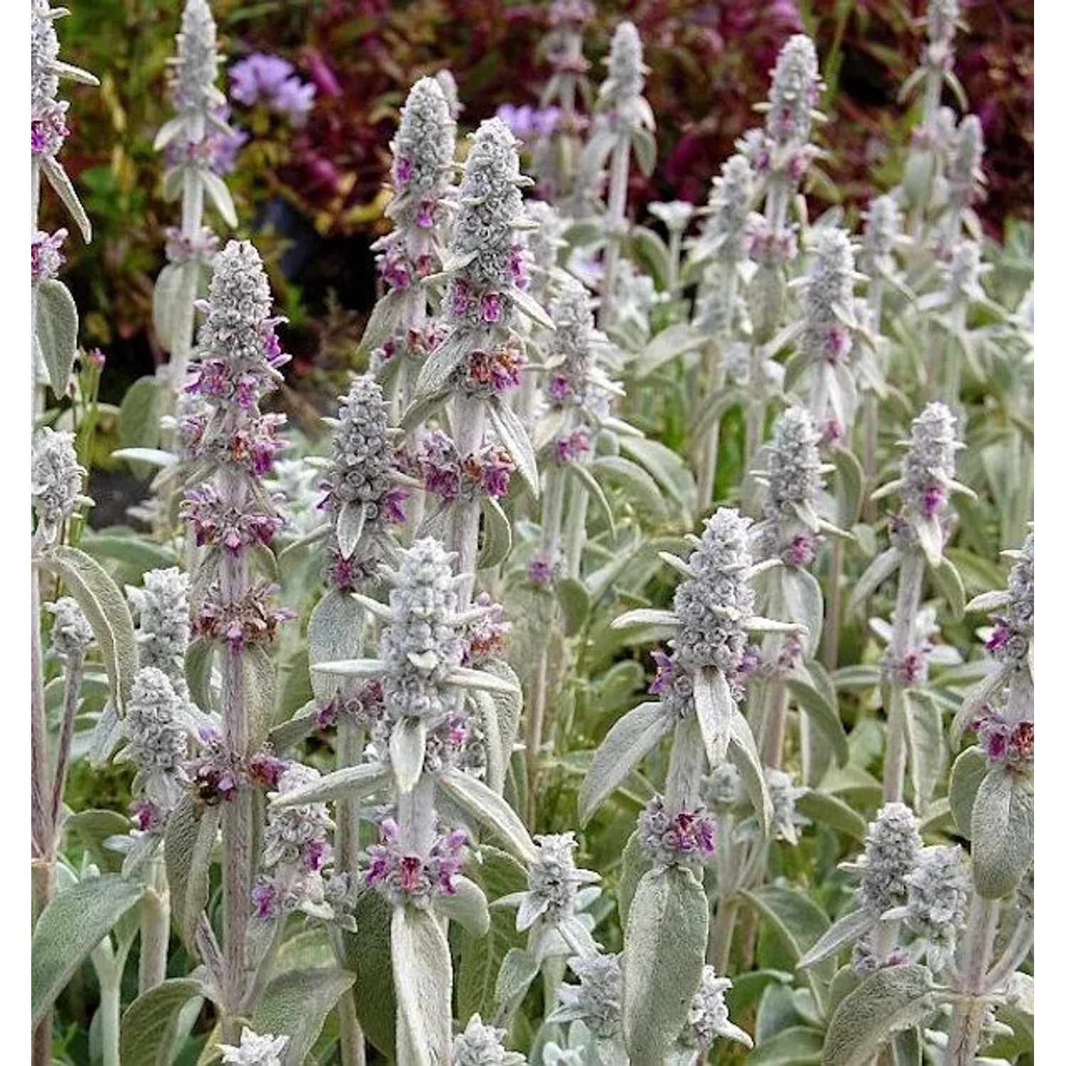 Wollziest - Stachys byzantina