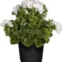 Stehende Geranie Weiß im Topf, Pelargonium, buschige Stehpflanze mit weißen Blüten.