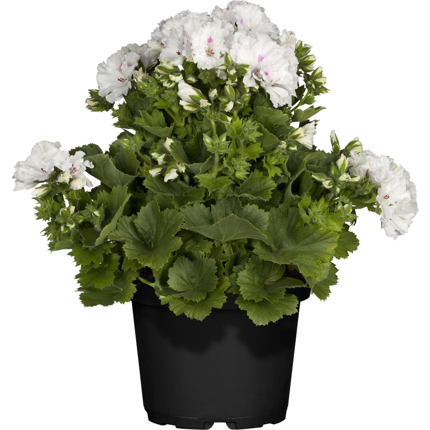 Stehende Geranie Weiß Topf-Ø ca. 12 cm Pelargonium